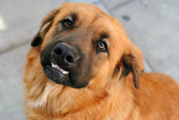 Adopt a friend